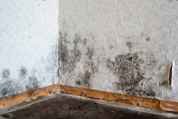 Mold Testing and Removal in Eagleview, PA